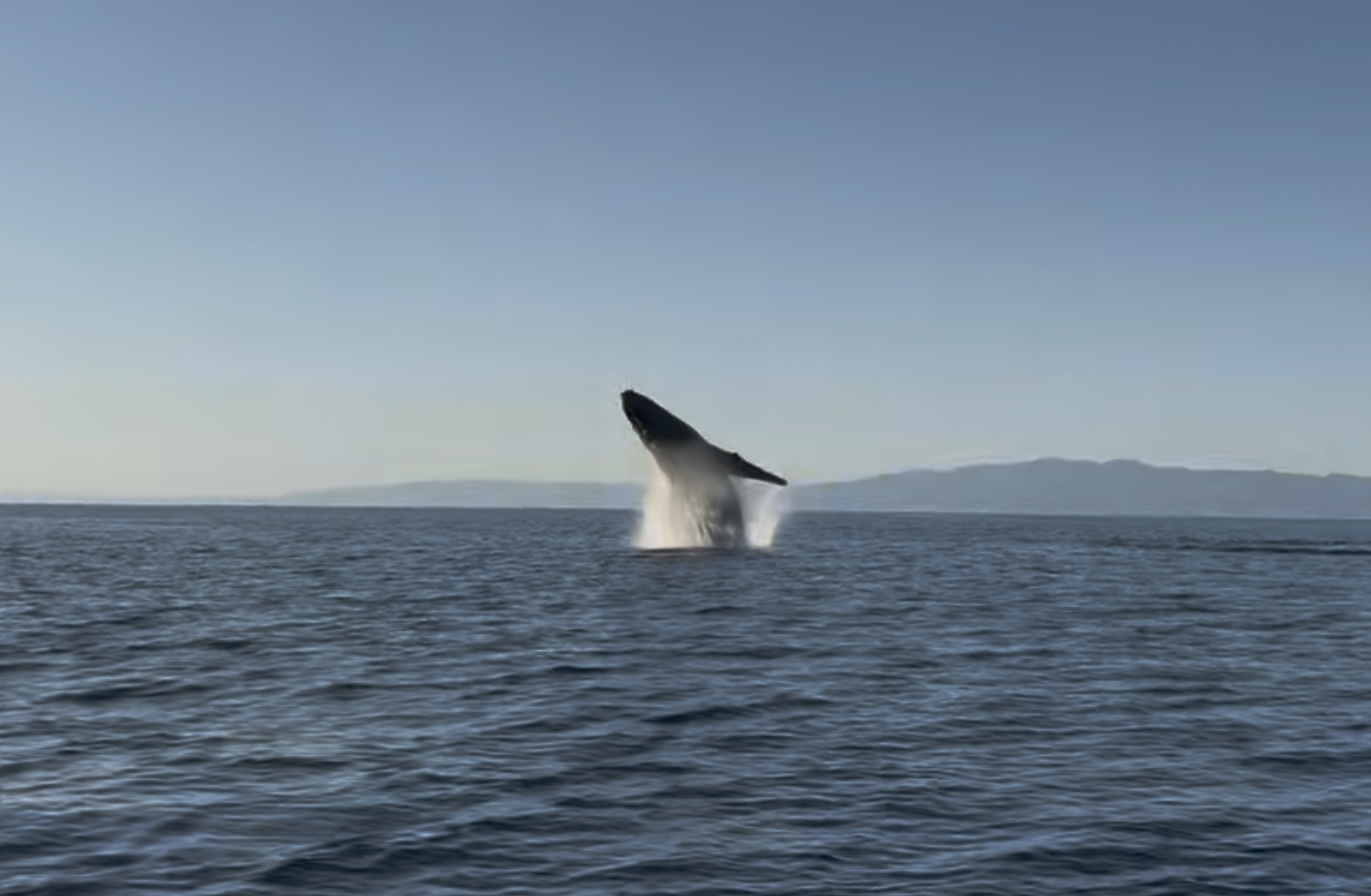 Wildlife Encounters