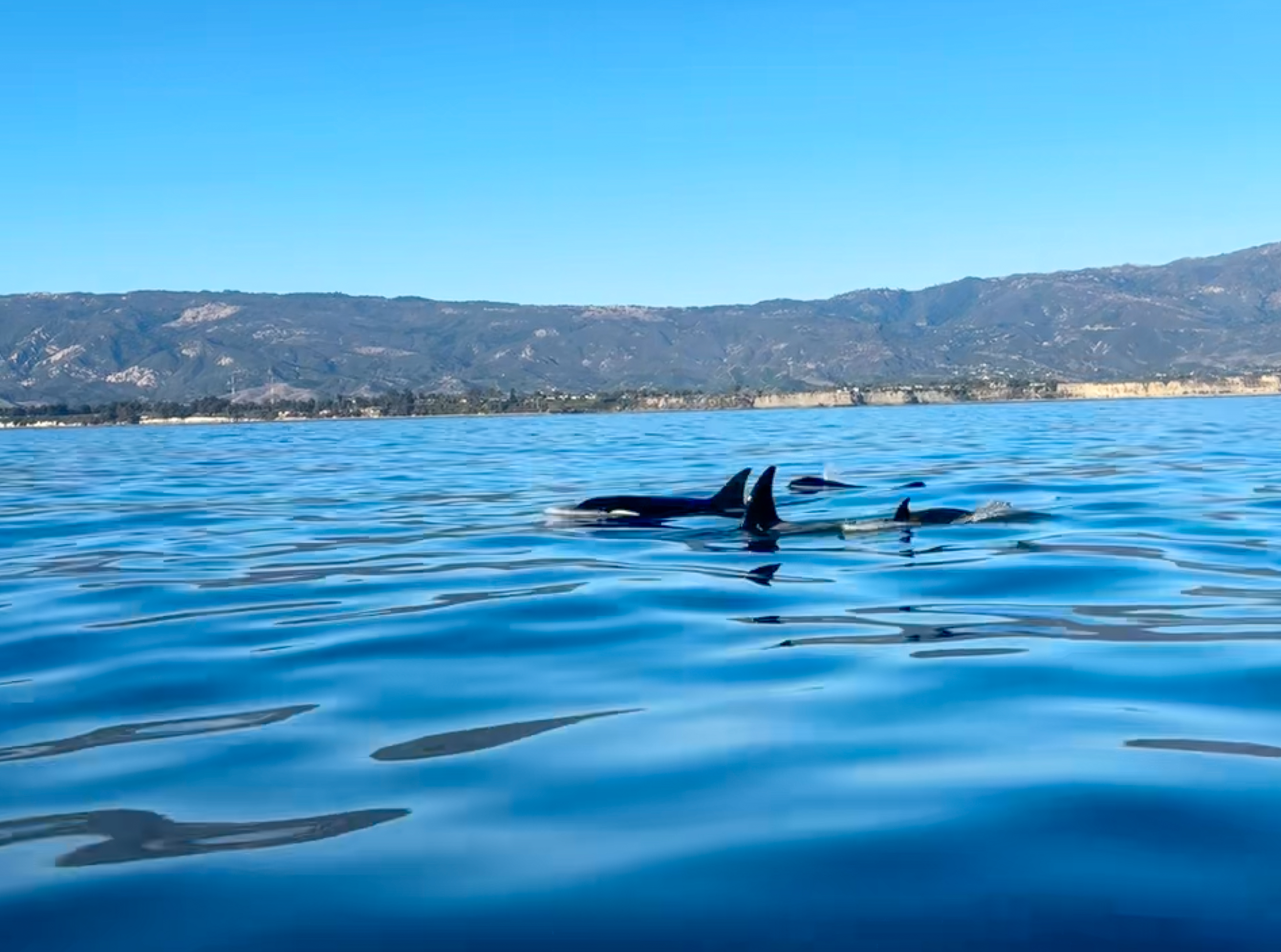 Orcas in the Santa Barbara Channel