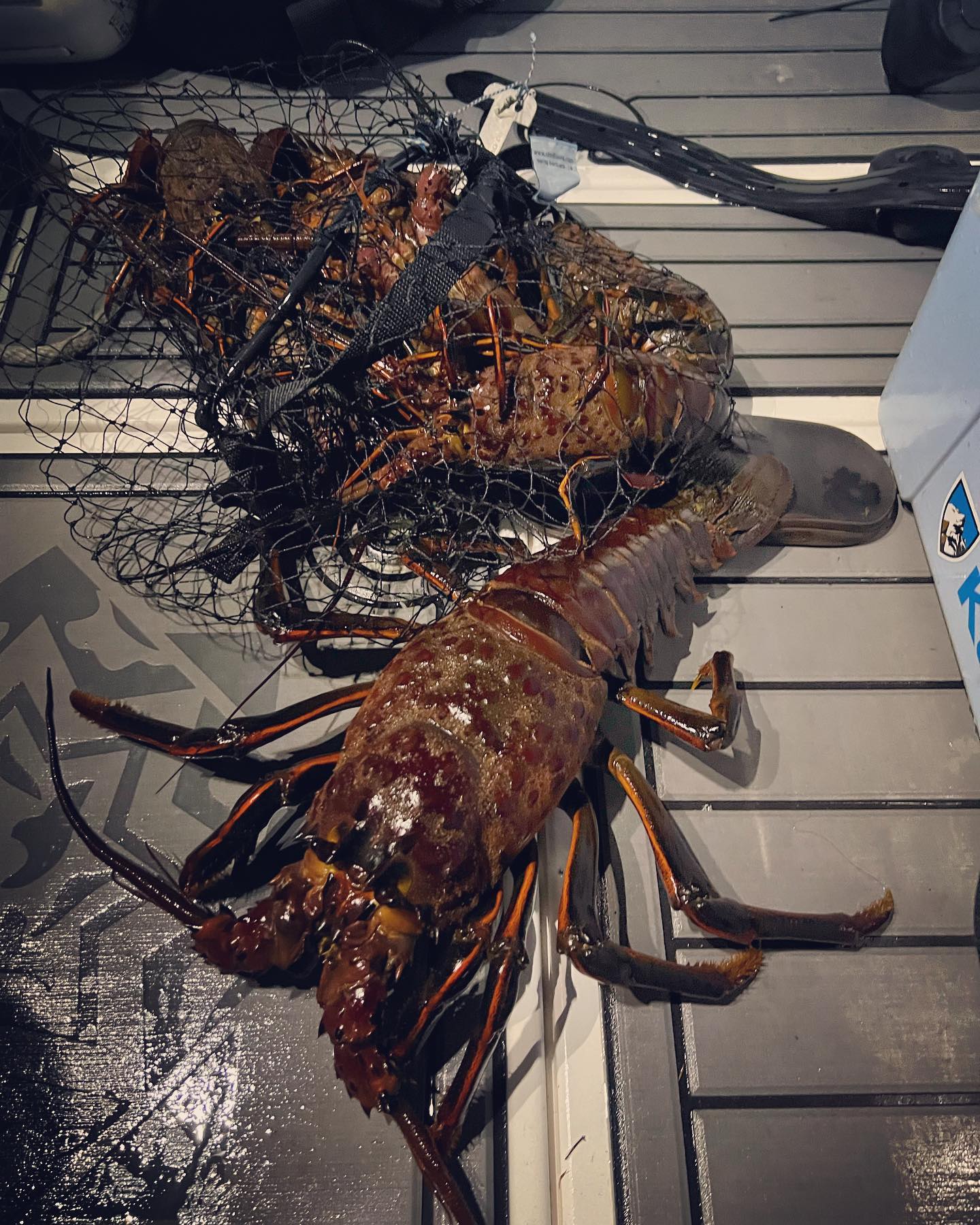 Spiny lobster and a full catch bag on deck after a night dive