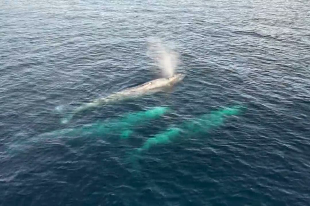 Gray whales surfacing and blowing in the Santa Barbara Channel