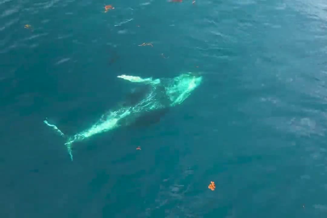 Humpback whale with white pectoral fins seen from above