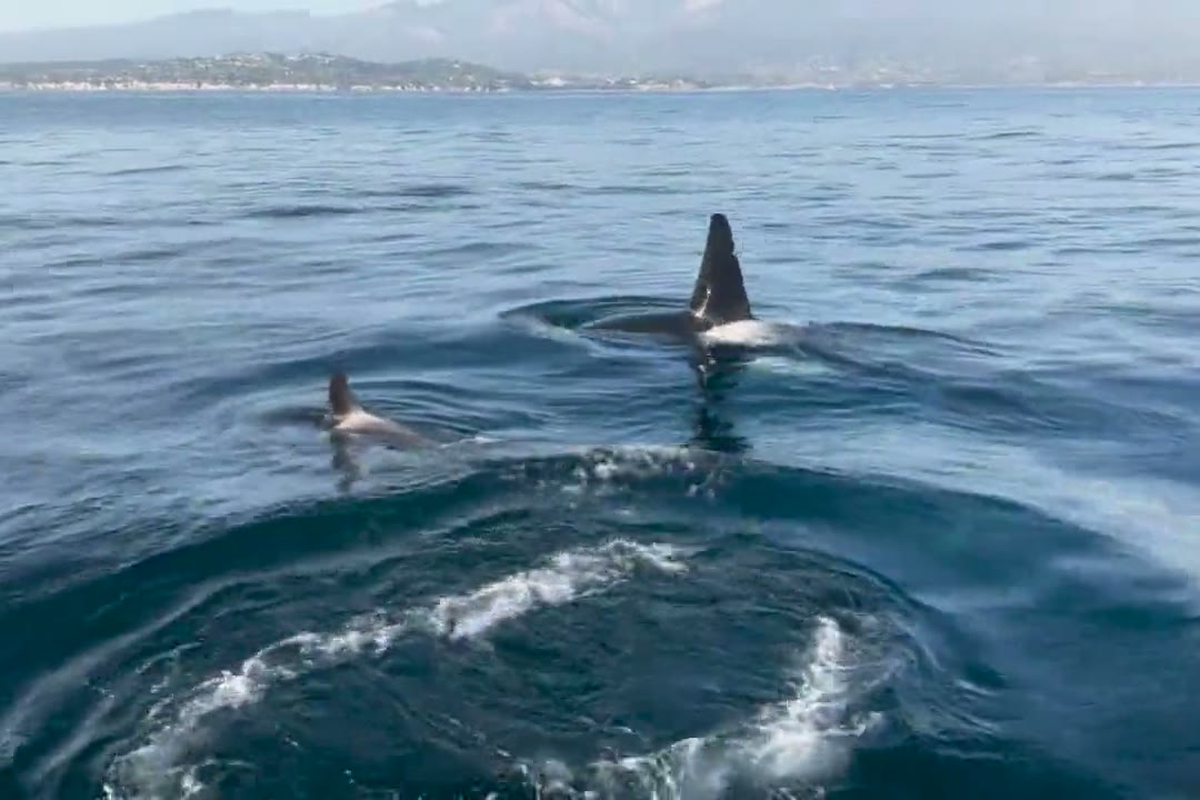 Orca dorsal fins off the Santa Barbara coast